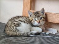 Kitten Katzenkinder Babys grau weiß getigert - Schönewalde