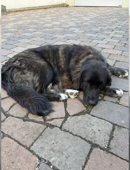 Elly sucht neues Zuhause - Hannover