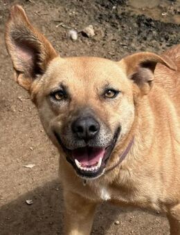 ROSETTA - mit dem besonderen Wuff - Dänischenhagen