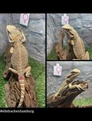 No.4 Citrus Blue Bartagame female (pogona vitticeps) NZ April 2025 in 22175