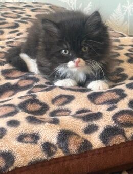 Kitten - Michendorf