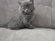 Kitten bkh mix - Dortmund