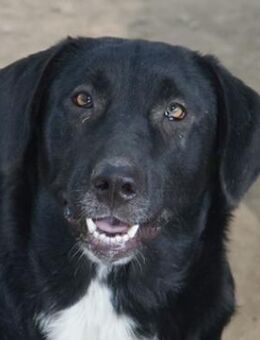 Ria, geb. ca. 10/2024, GRIECHENLAND - Euskirchen