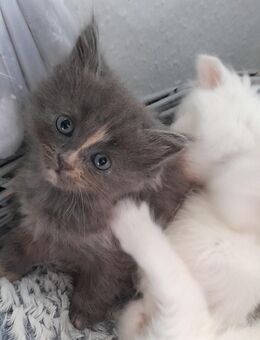 3 kleine Maine Coon/BLH Kitten - Lehrte
