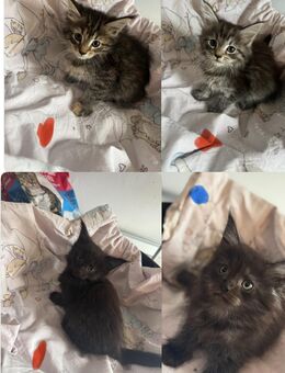 Maine Coon XXL Kitten - Essen