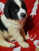 Landseermixwelpen abzugeben in 37619