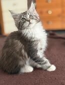 Tolle XXL Maine Coon Kitten, Katzen Kater Mainecoon in 90491
