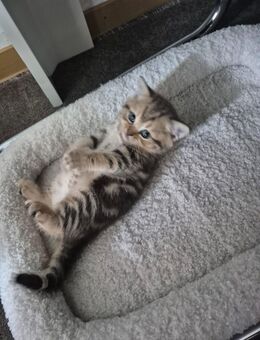 BKH-Kitten, tolle Farben - Göppingen