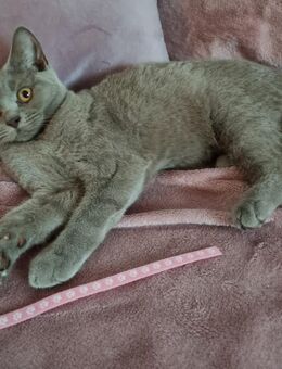 Reinrassige BKH Kitten Jungkatzen lilac - Berlin