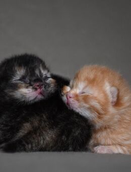 Kunterbunte BKH Kitten - Möser