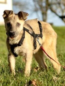 Lennard 40 cm (Nov 25) Pflegestelle - Alpenrod