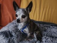 💞Tigris💞 5-jähriger Chihuahua Hündin - Kassel