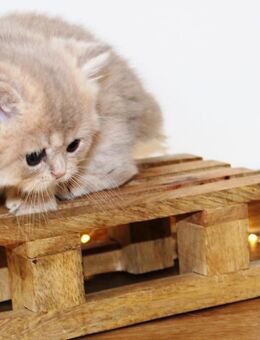 Süsse Bkh Kitten golden blue Katze mit Stammbaum - Petersberg (Hessen)