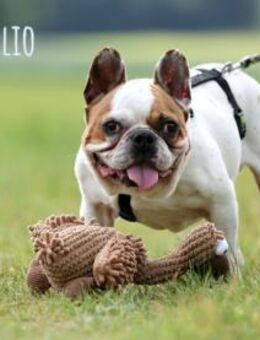 Julio sucht erfahrene geduldige Menschen - Untergruppenbach