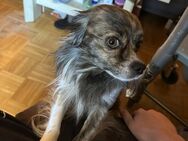 Smokie sucht ein Zuhause - Senden (Bayern)