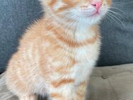 BHK kitten, Kurzhaar Babys Katzen - Achim