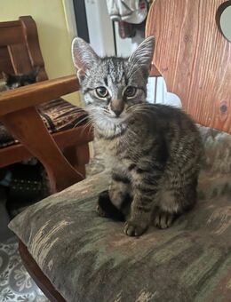 Kätzchen, Kitten, Katzenbaby zu verkaufen - Berlin