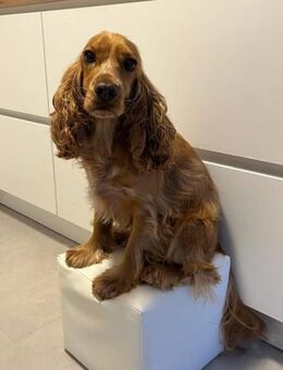 OTTO benötigt Sicherheit 🆘🆘🆘 - München