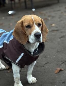 Tylda sucht liebevolle Familie.... - Hagen (Stadt der FernUniversität)