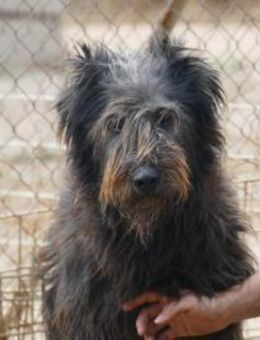 Wunderbare Carioca sucht Zuhause - Neuss