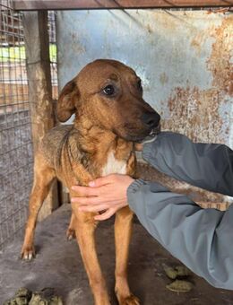 IMMO ~ ein toller Rüde - Duisburg