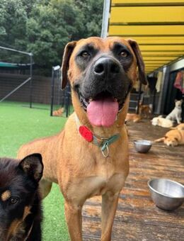 Laurent sucht ihr Für immer Körbchen ♥ - Ebstorf (Klosterflecken)