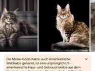 Suche Main Coon Kitten XXL - Premnitz