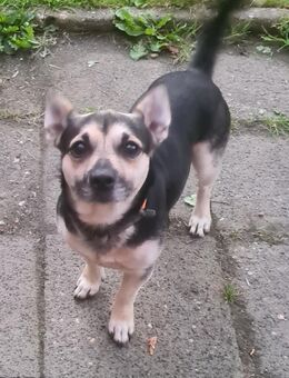 Benny, Sporthund - Emden