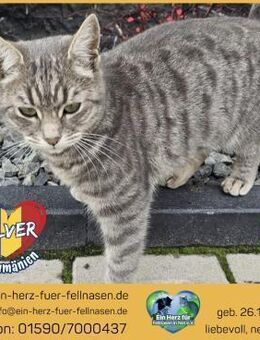 Liebe Silver ist auf Körbchensuche! - Waakirchen