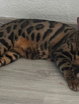 Unser geliebter Hauskater Simba Bengal 12 Monate alt abzugeben gg Schutzgebühr - Dresden
