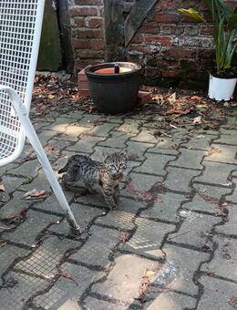 Katze abzugeben - Münster