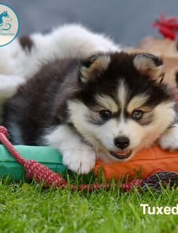 Pomsky-Welpen aus verantwortungsvoller Zucht abzugeben - Dersau