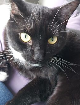Kater (2 Jahre) zu verkaufen - Berlin Treptow-Köpenick