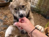 💙 Welpe Diesel sucht dich! 🐾 - Eislingen (Fils)