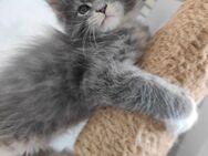 Reinrassiges Maine Coon Kitten/m. 7.4.25 - Essen