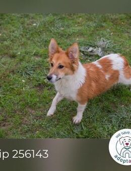 Chip 256143: Hundekind sucht ein Zuhause - Kirchzell