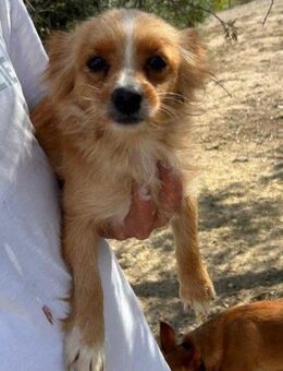 Galgo; liebenswerter Mini-Fuchs - Geilenkirchen