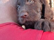Labradoodle Welpen - Hannoversch Münden