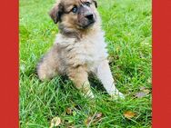 Australian Shepherd-Mix Welpen - Hagenow