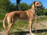 Floris wartet auf sein Für-Immer-Zuhause - Grevenbroich