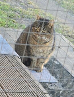 Kater abzugeben - Tauche
