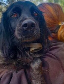 Kira sucht Familienanschluss - Neuss