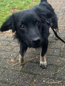 Joschie - wartet in 42651 Solingen - Oberwies