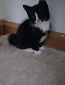 3 Monate alte Kitten abzugeben - Hannover