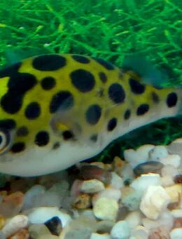 Kugelfisch Grün - Hohenroth