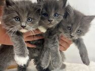 Maine Coon Kitten suchen Lieblingsmensch