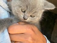 Süße BKH-Kitten abzugeben – Blue Point & Lilac! - Horn-Bad Meinberg Bad Meinberg