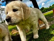 Golden Retriever Welpen - Gütersloh Isselhorst