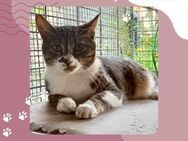 Katze Rosalia möchte so gern reisen - Lalendorf