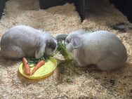 Männliche Löwenköpfchen - Oberhausen